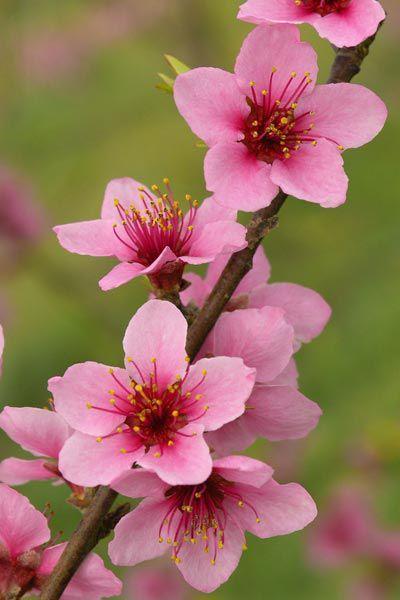 Twilight Whimsy Floral Symphony